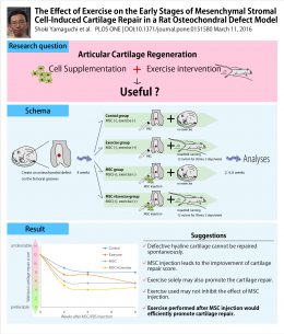 Exercise in combination with Cell Therapy on Articular Cartilage Regeneration