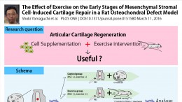 Exercise in combination with Cell Therapy on Articular Cartilage Regeneration